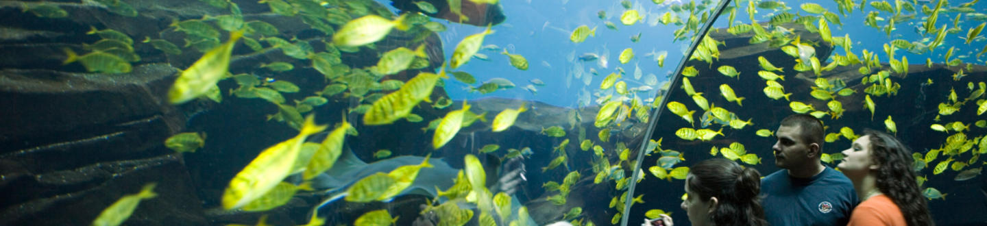 Atlanta Georgia Aquarium Tunnel Yellow Fish