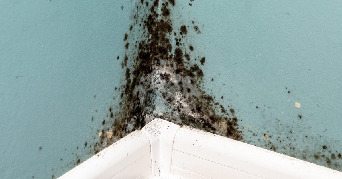 Mold Resource Center | AIHA